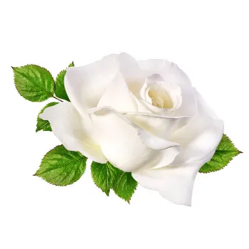 Natural White Rose 